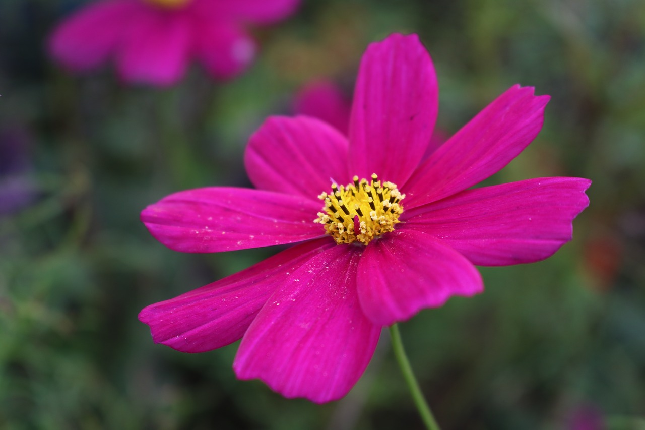 cosmos flower pink free photo