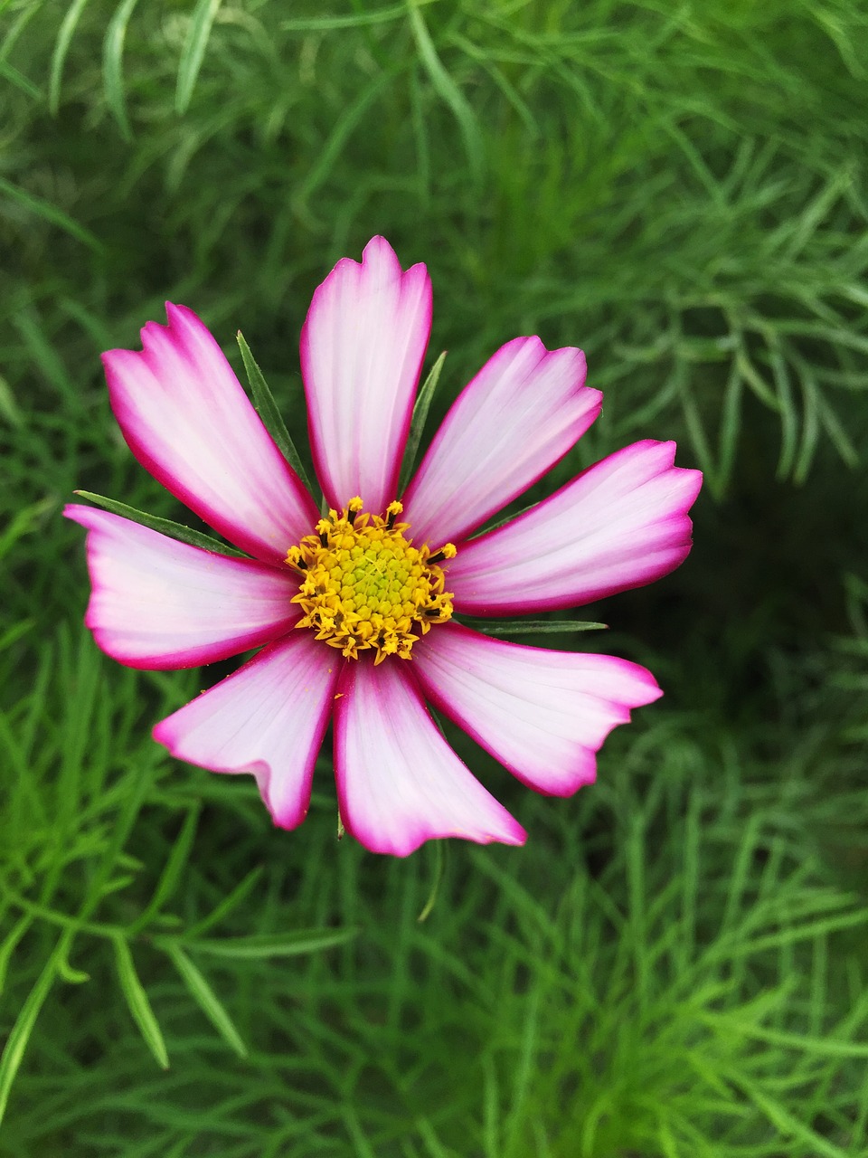 cosmos autumn flowers free photo