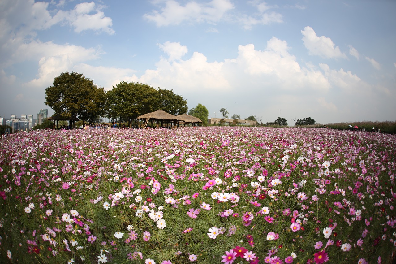 cosmos autumn sky free photo