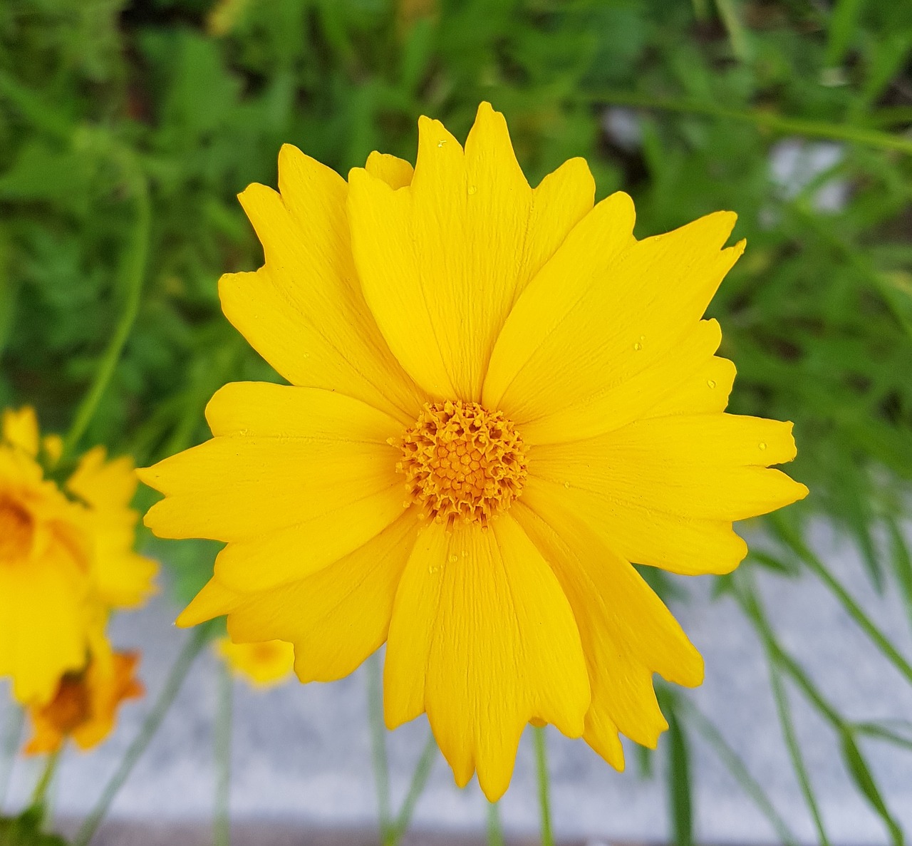 cosmos avenue yellow flower free photo