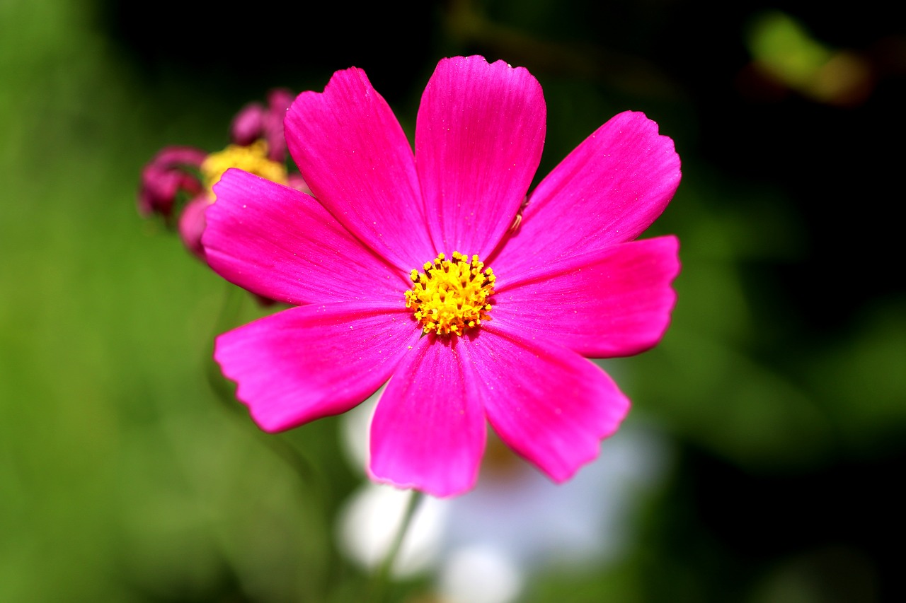 cosmos flowers pink free photo