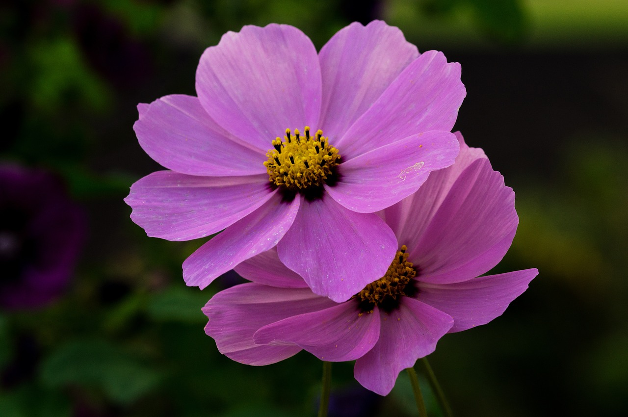 cosmos garden flower free photo