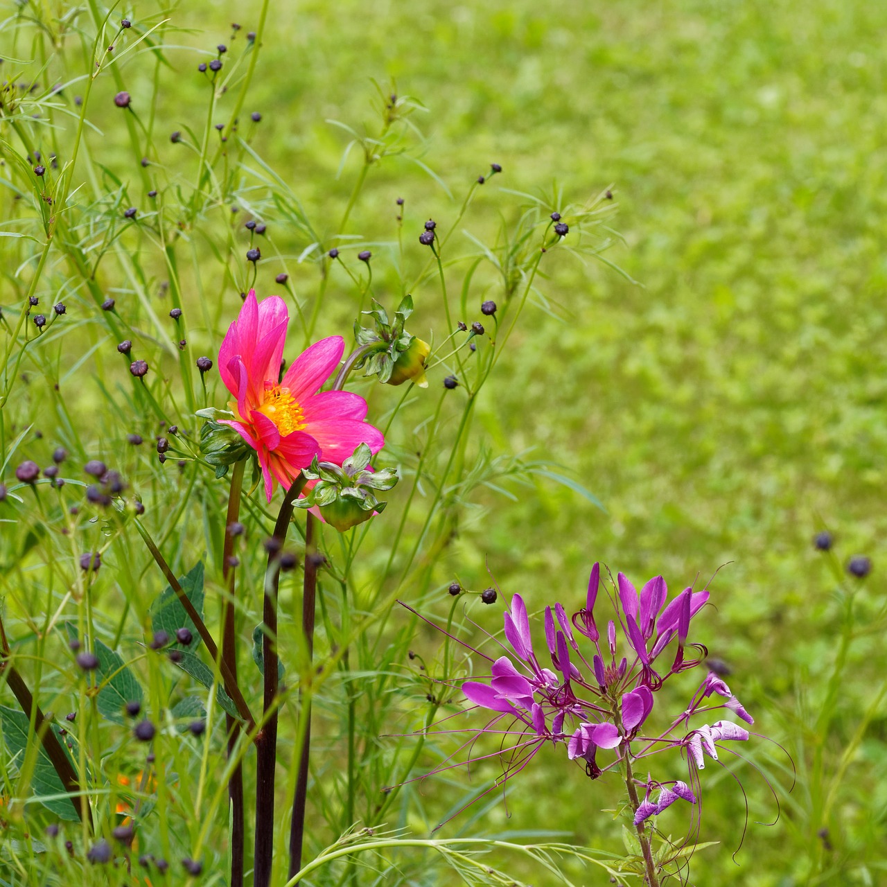 cosmos flowers garden free photo