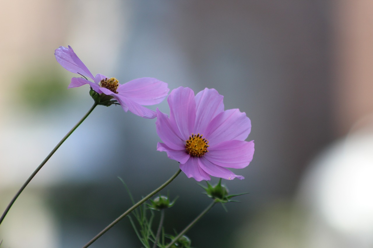 cosmos purple flowers free photo