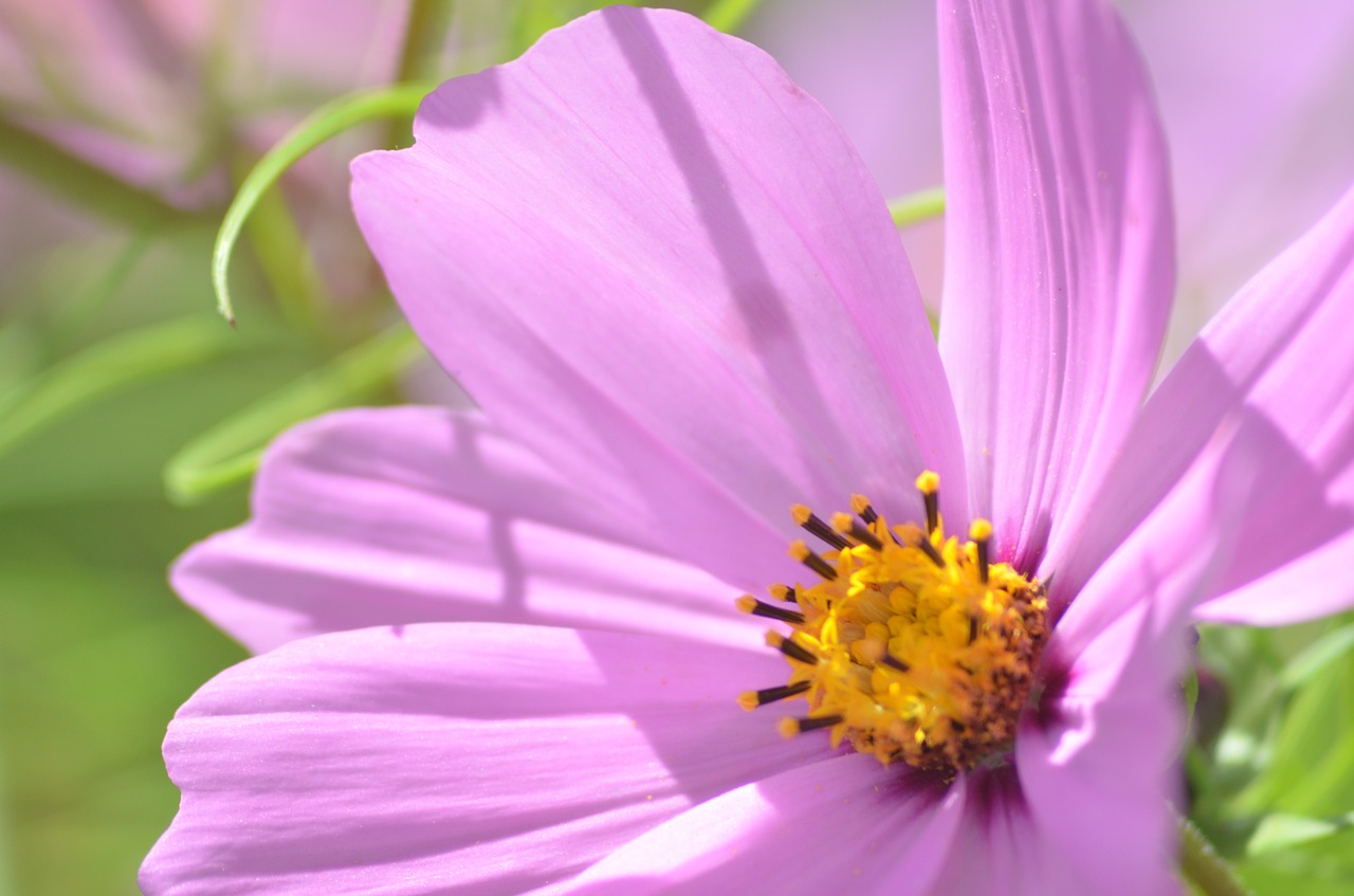 cosmos flower nature free photo