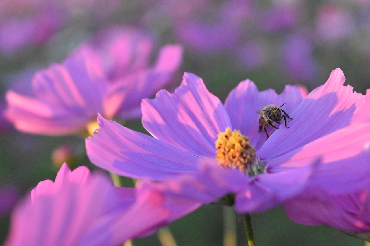 cosmos bee flowers free photo