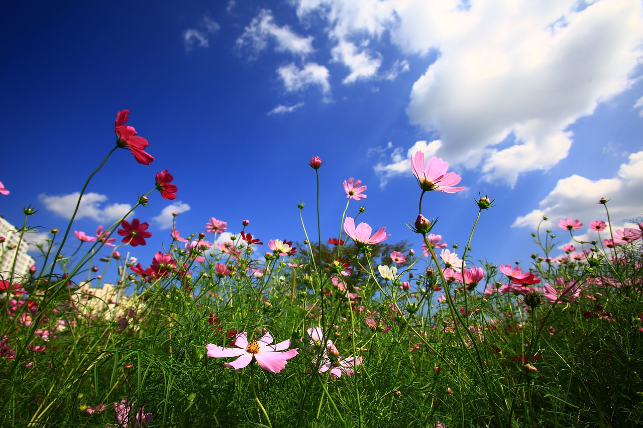 cosmos autumn in autumn free photo