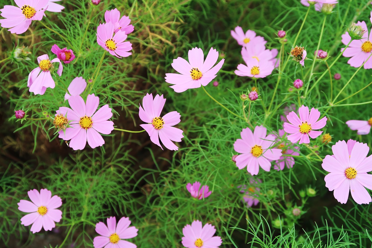 cosmos flowers plants free photo