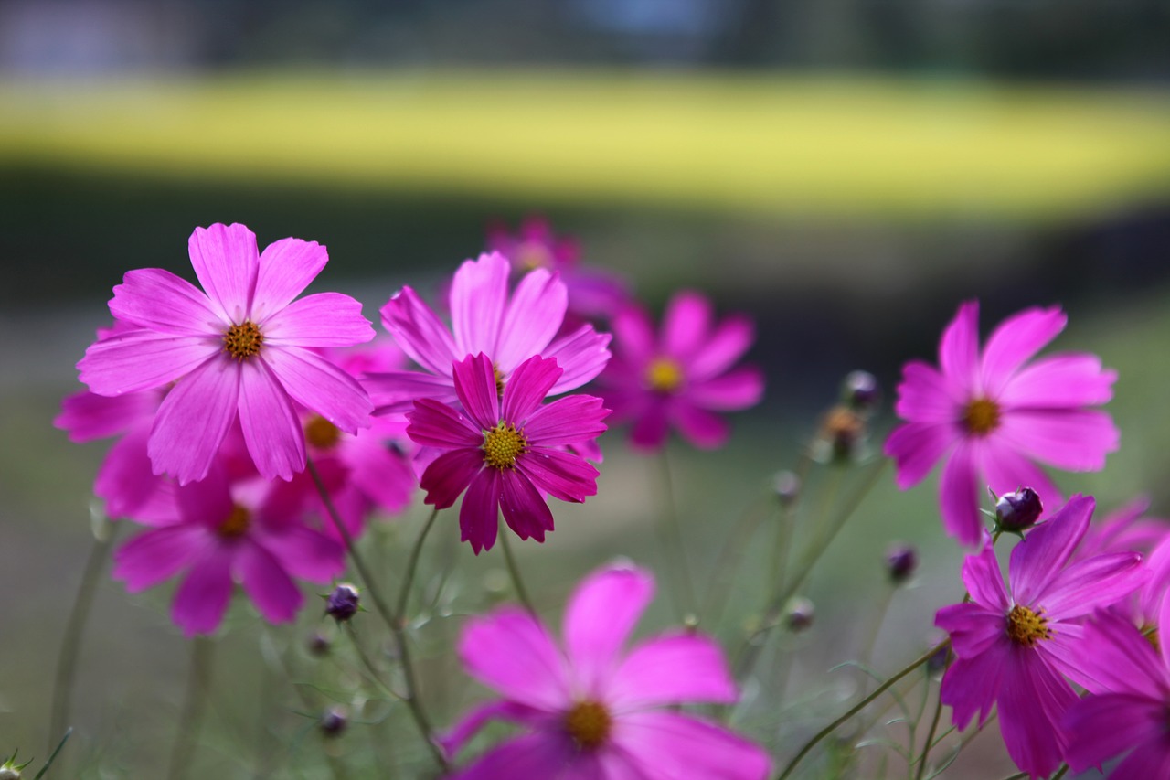 cosmos flowers nature free photo