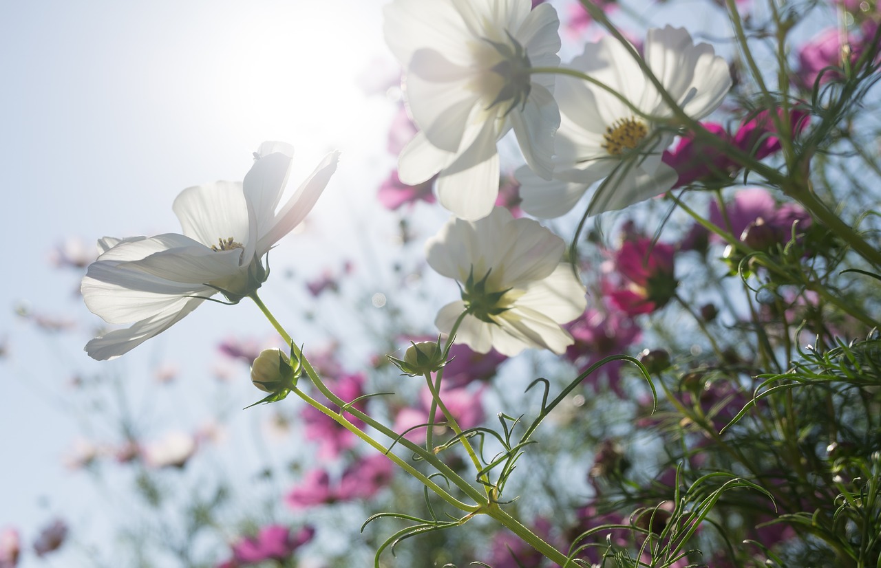 cosmos autumn flowers free photo