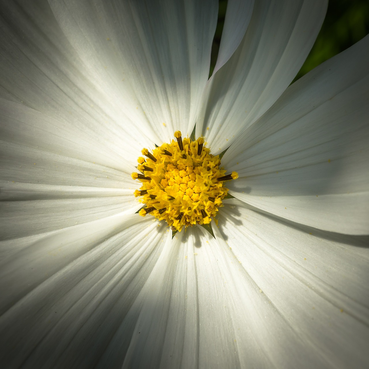 cosmos autumn flowers free photo