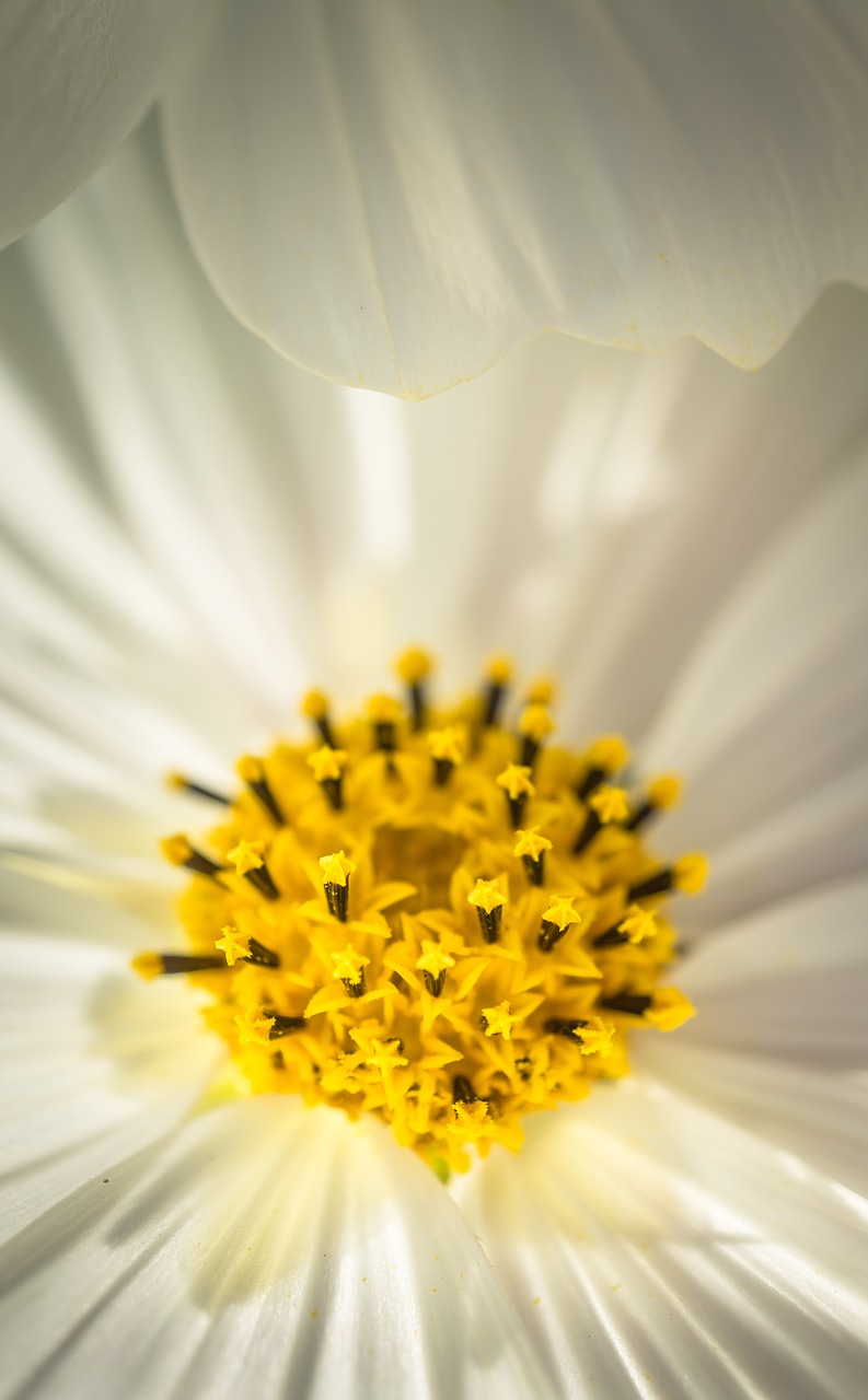 cosmos autumn flowers free photo