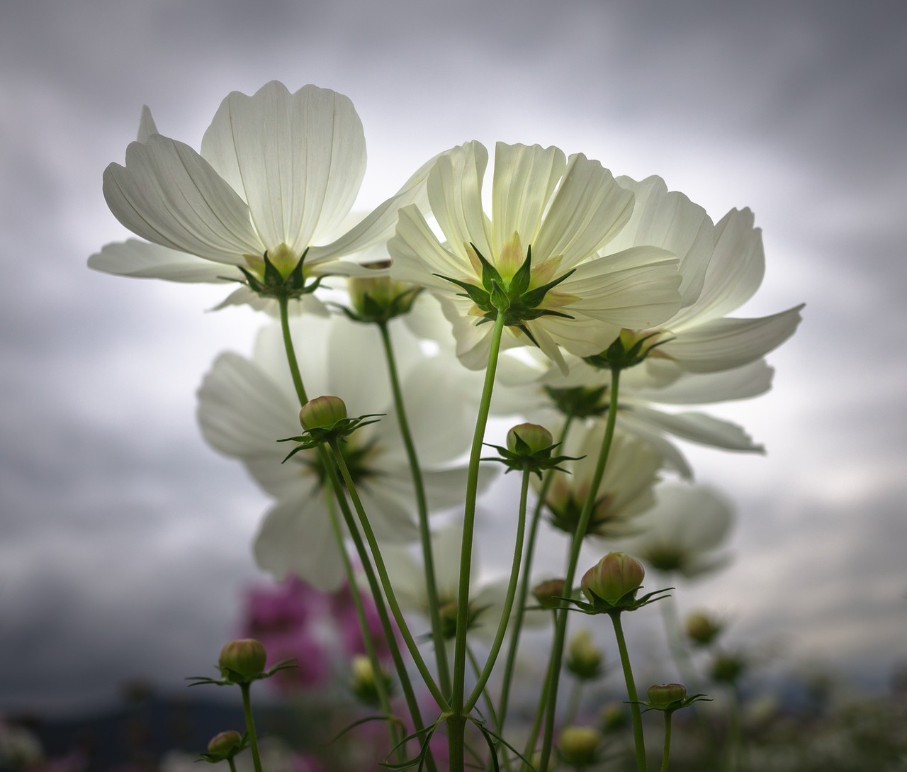 cosmos autumn flowers free photo