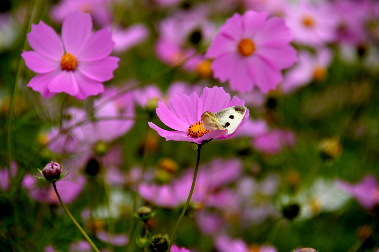 Cosmos,the white one,butterfly,free pictures, free photos - free image ...