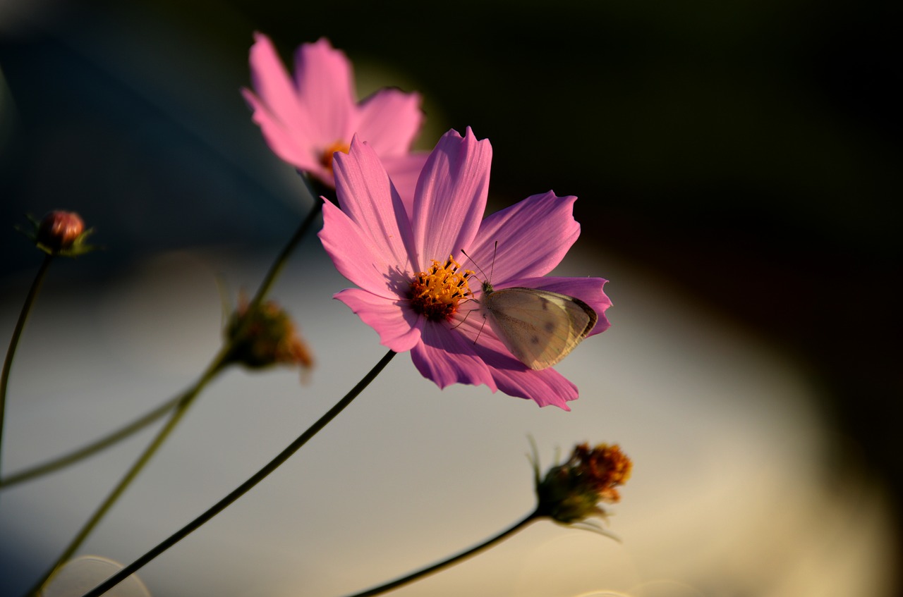cosmos butterfly the white one free photo