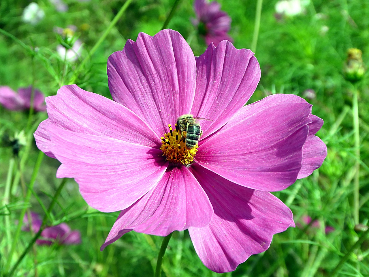 cosmos flower pink free photo