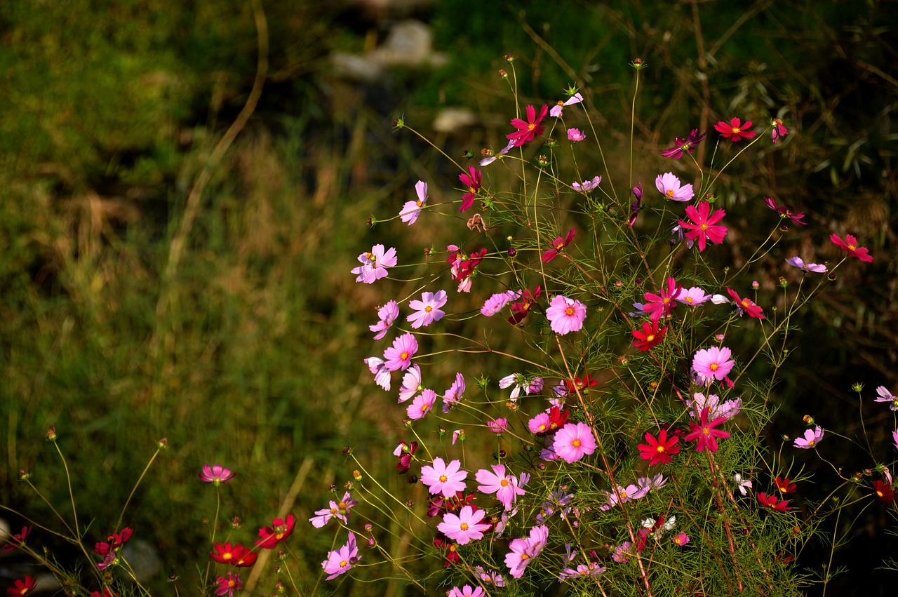 cosmos flowers plants free photo