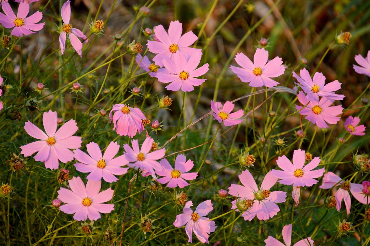 cosmos flowers pink free photo