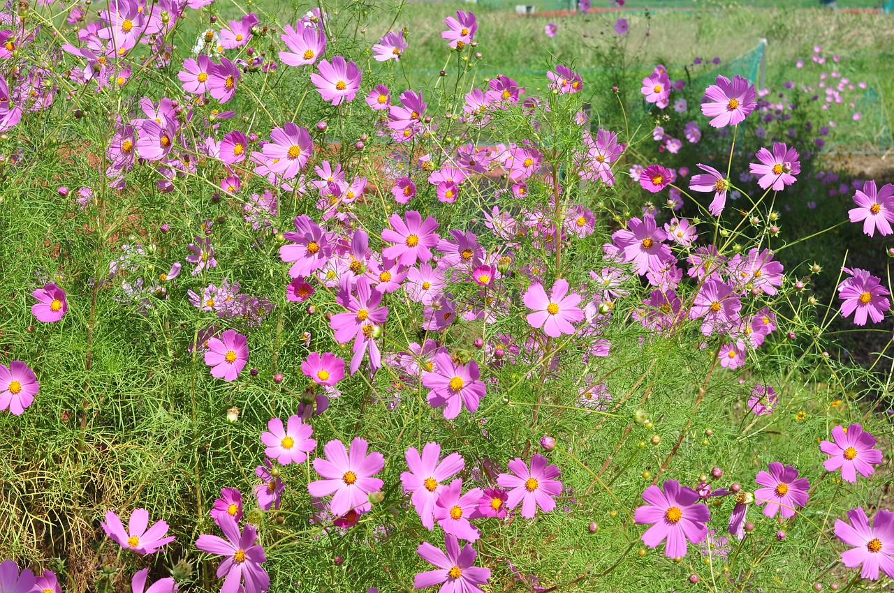 cosmos flower plant free photo