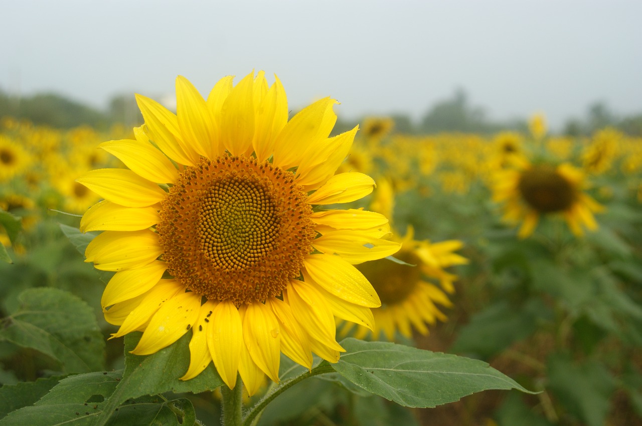 cosmos sunflower yellow flowers free photo