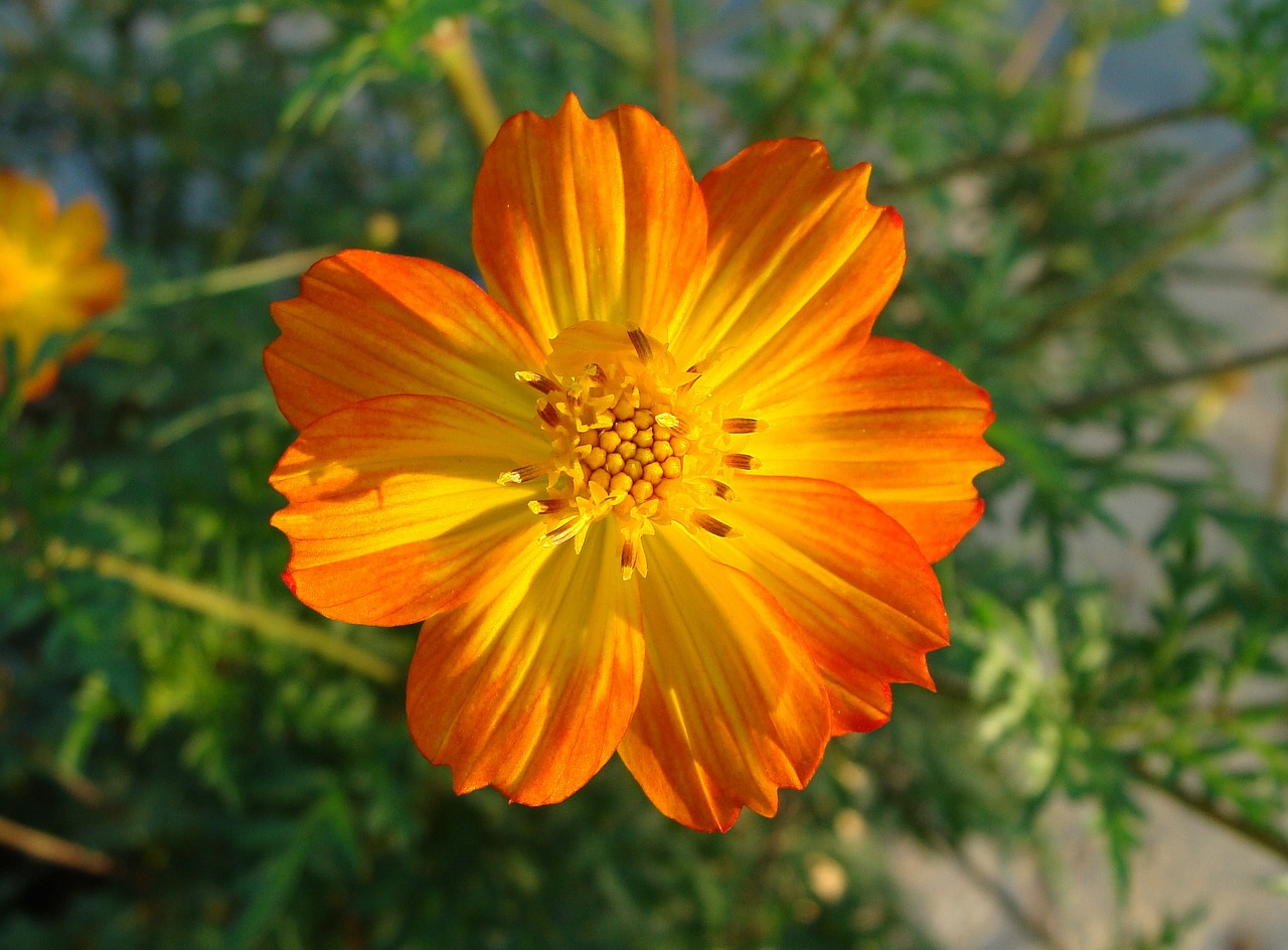 cosmos bicolor flower free photo