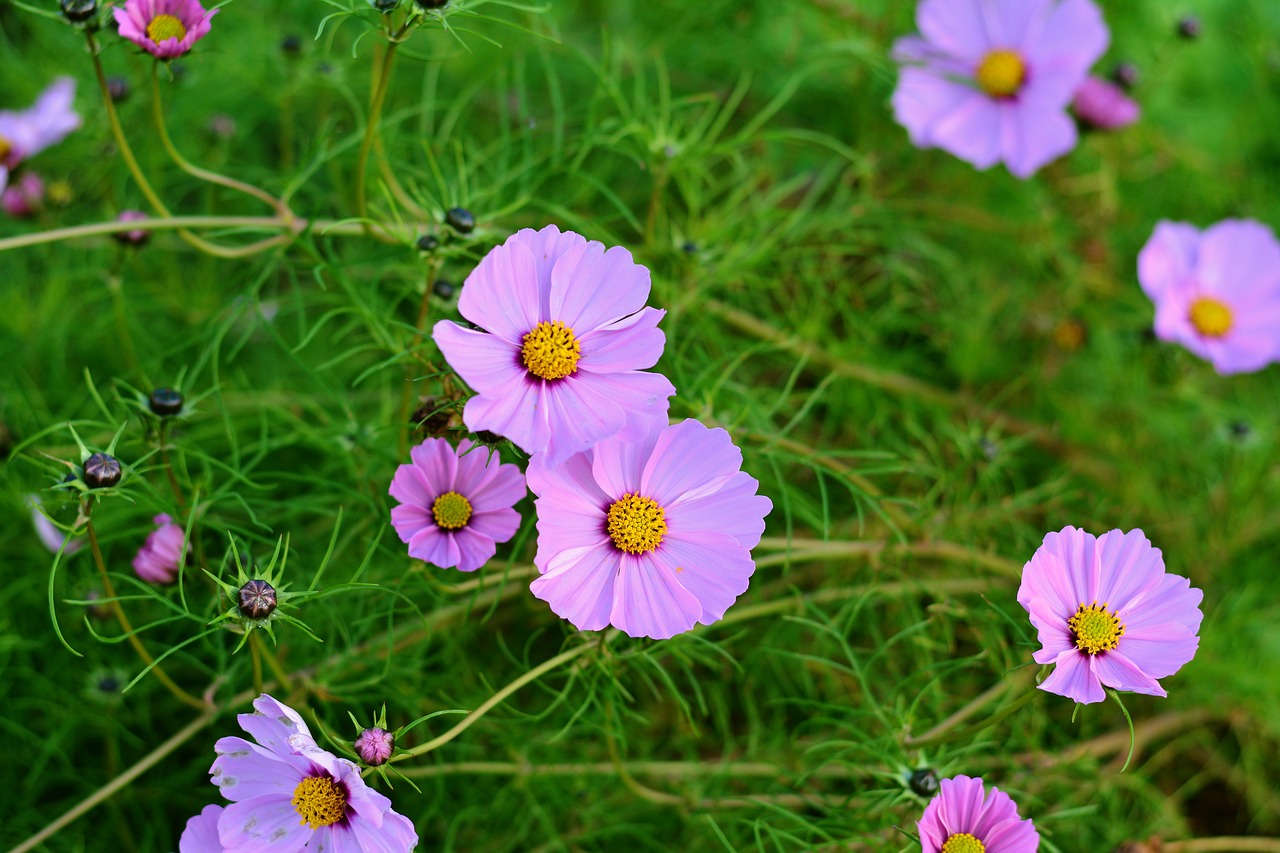 cosmos cosmos bipinnatus blossom free photo