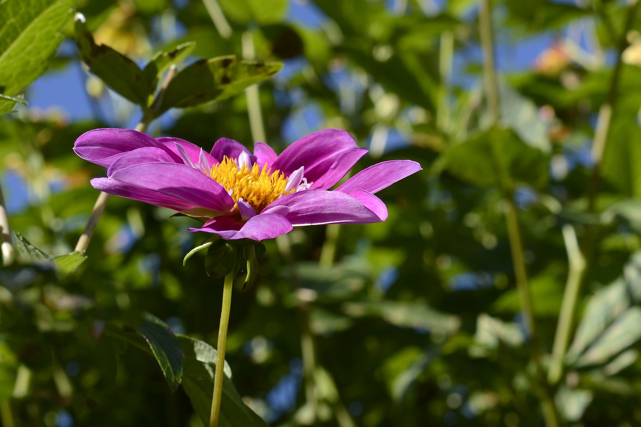 cosmos blossom bloom free photo