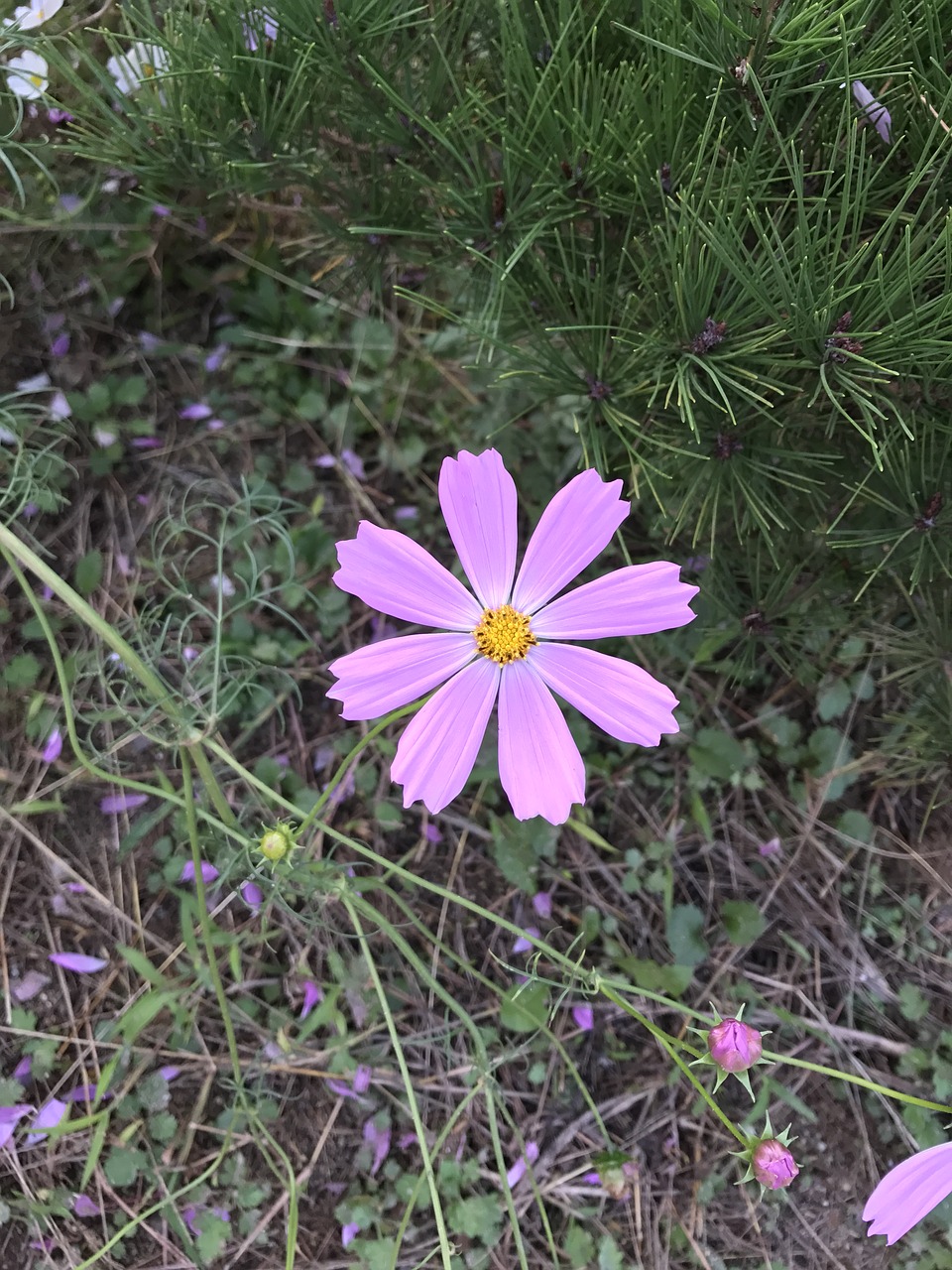 cosmos pink autumn free photo