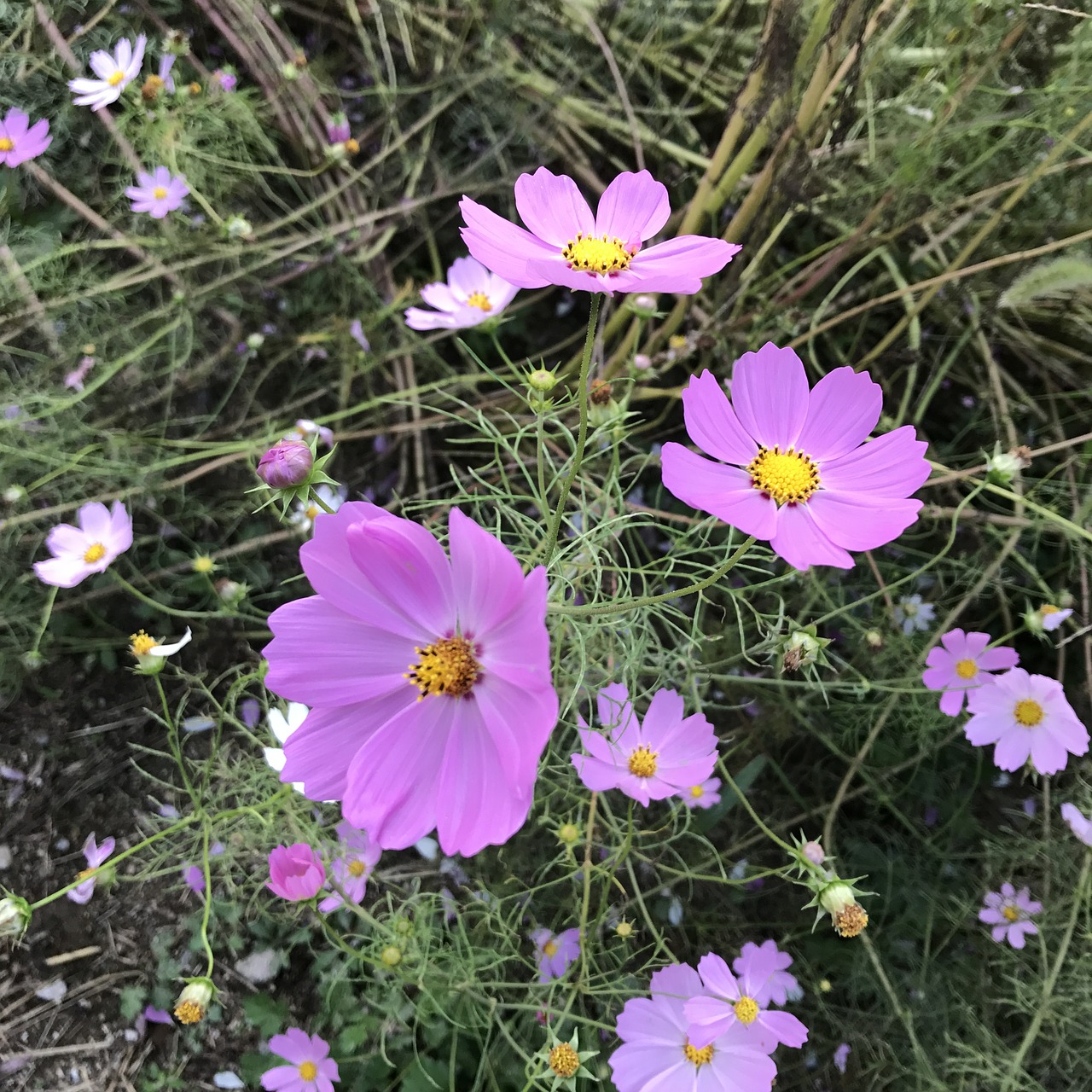 cosmos pink autumn free photo