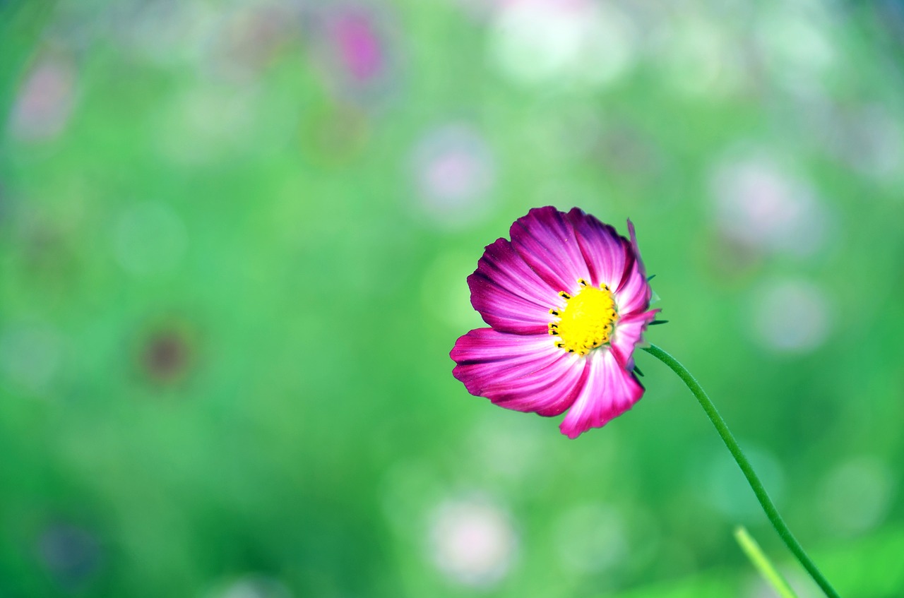 cosmos flowers autumn free photo