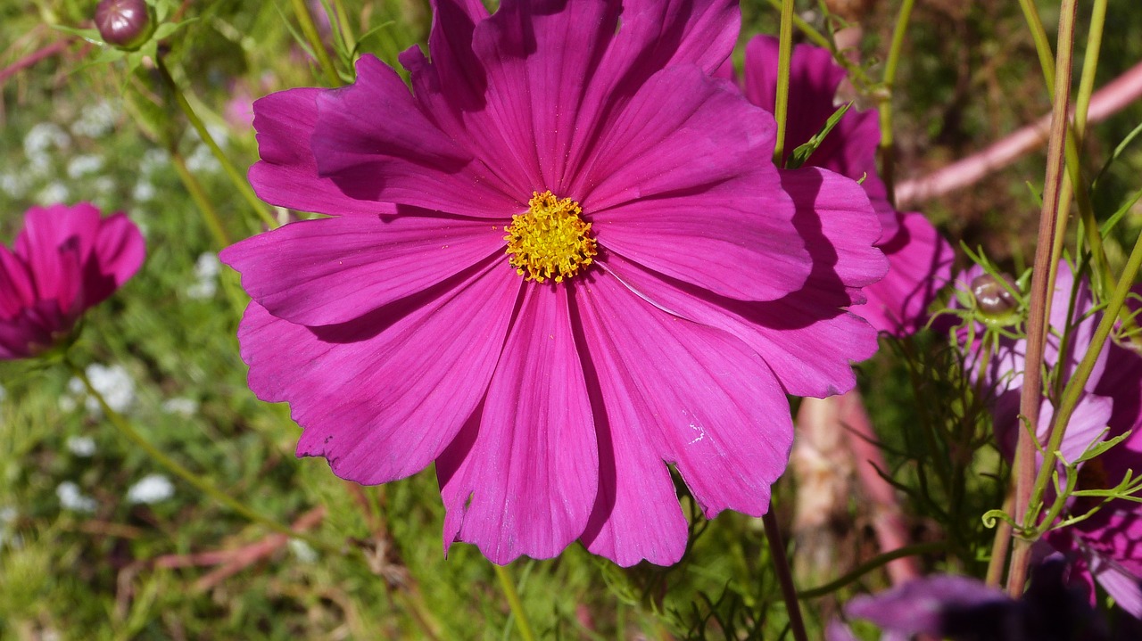 cosmos summer summer flowers free photo