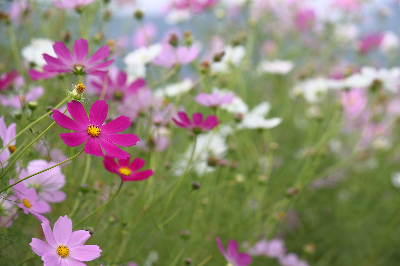 cosmos  autumn  fall free photo