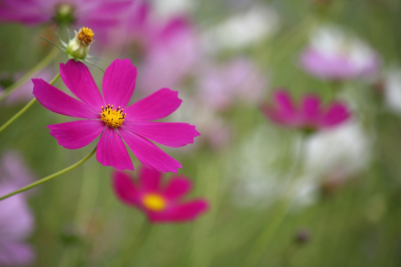 cosmos  autumn  fall free photo