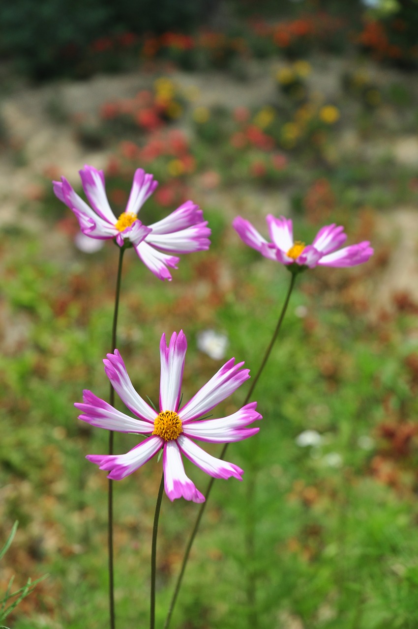 cosmos  summer  nature free photo