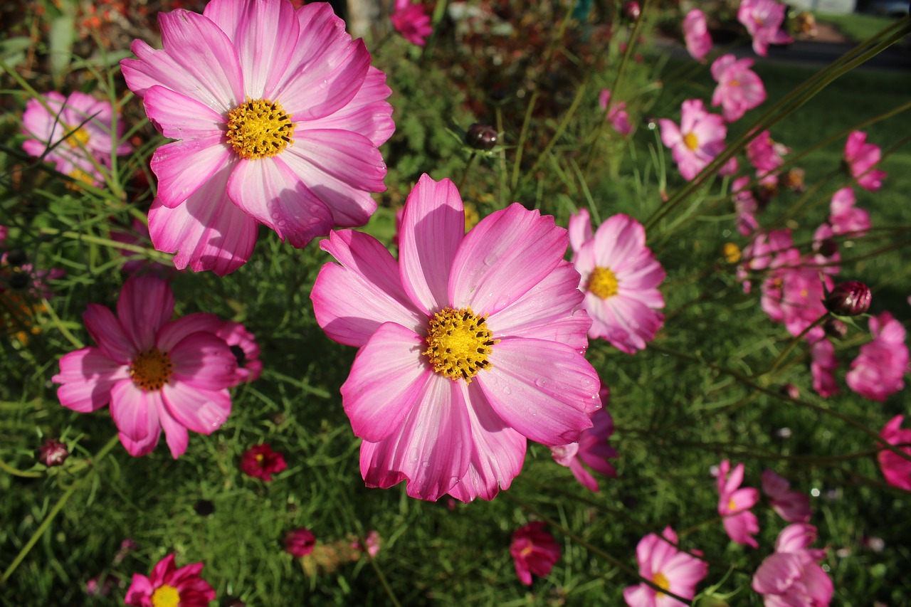 cosmos  flowers  pink free photo