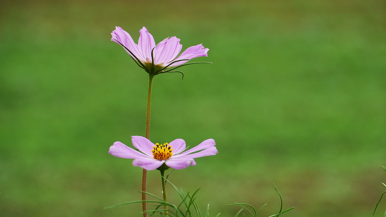 cosmos  plants  nature free photo