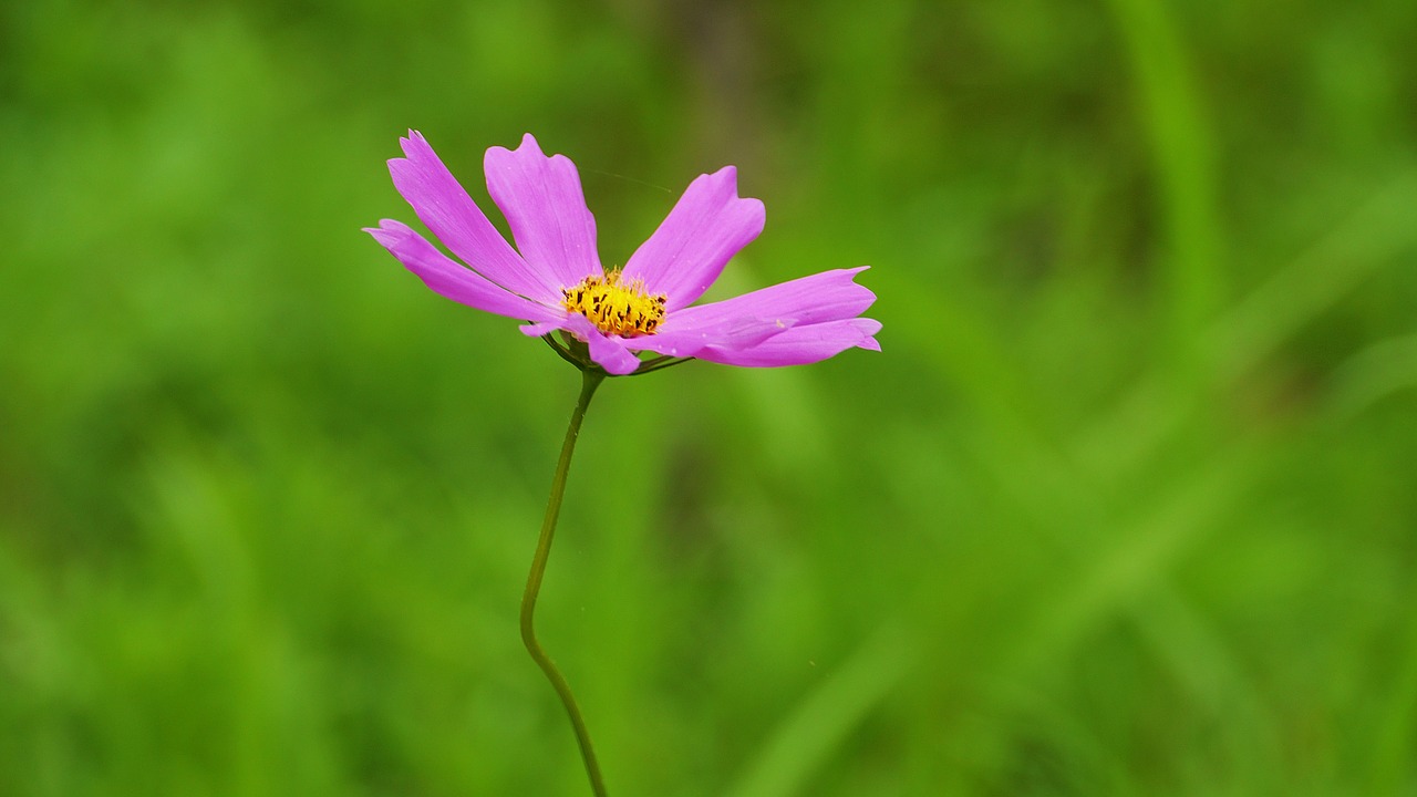 cosmos  plants  nature free photo