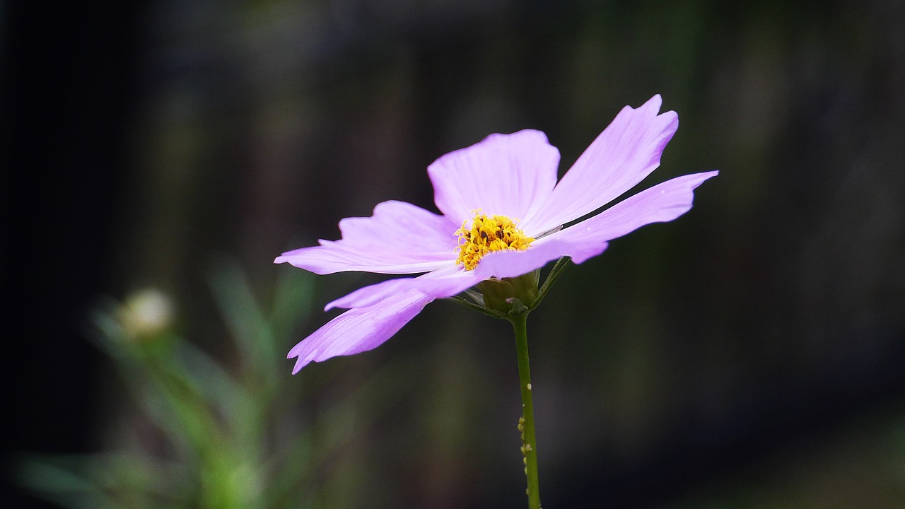 cosmos  plants  nature free photo