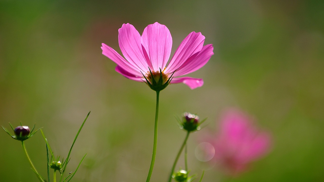cosmos  flowers  red color free photo