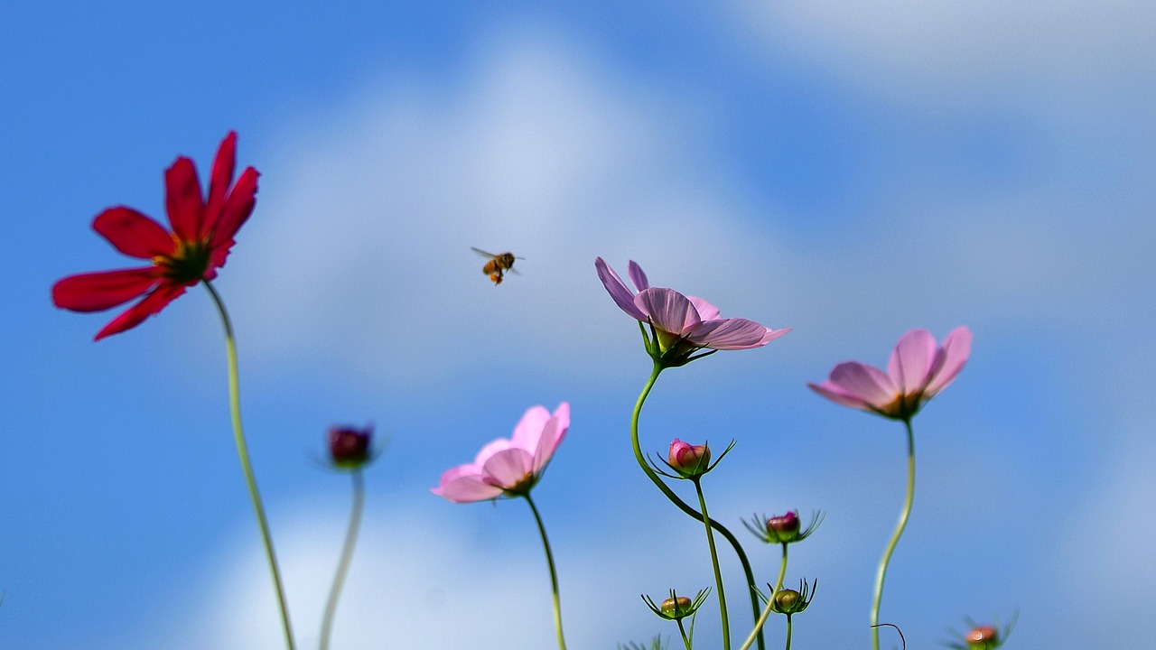 cosmos  flowers  red color free photo