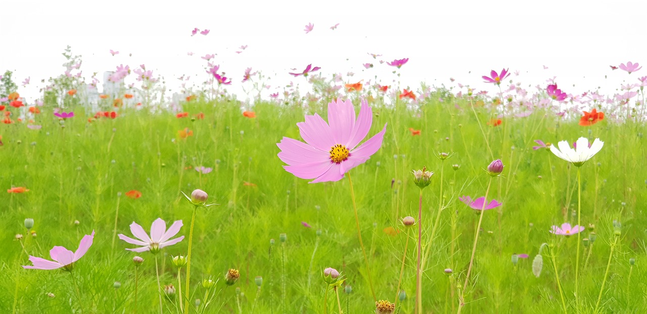 cosmos  nature  flowers free photo