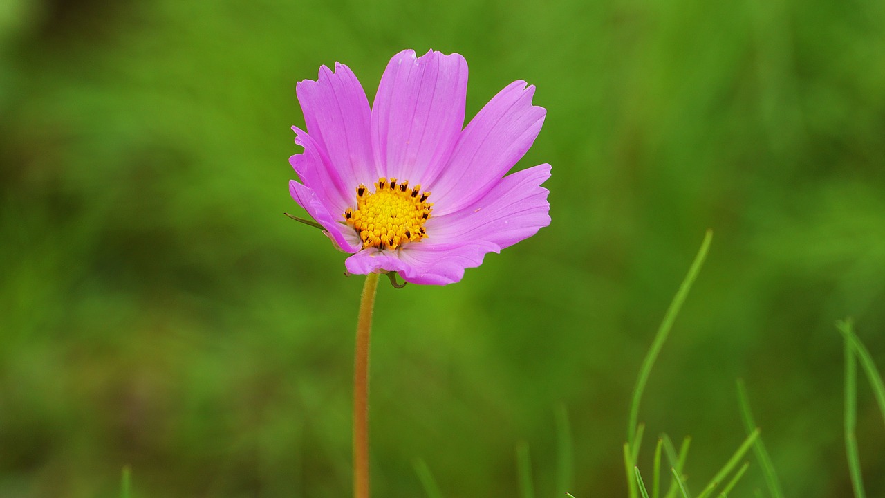 cosmos  pink  flowers free photo