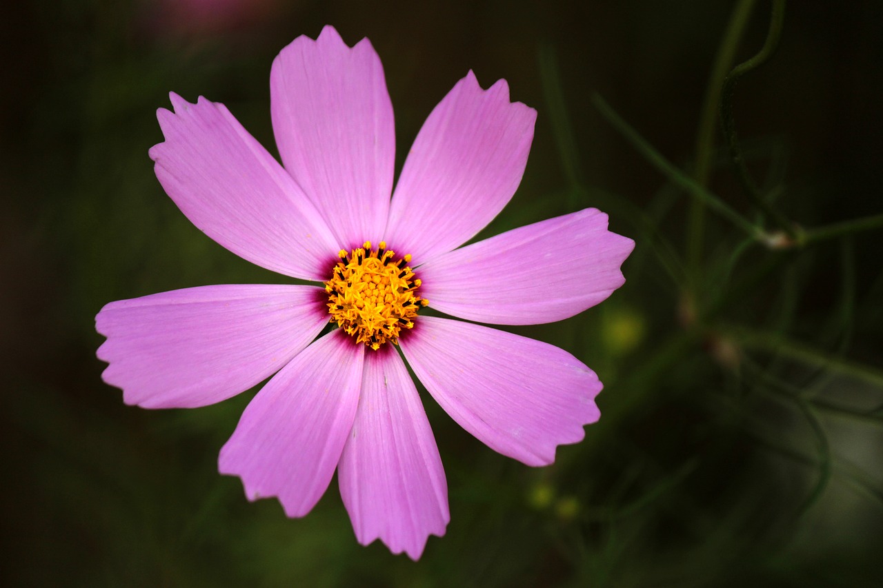 cosmos  autumn  flowers free photo