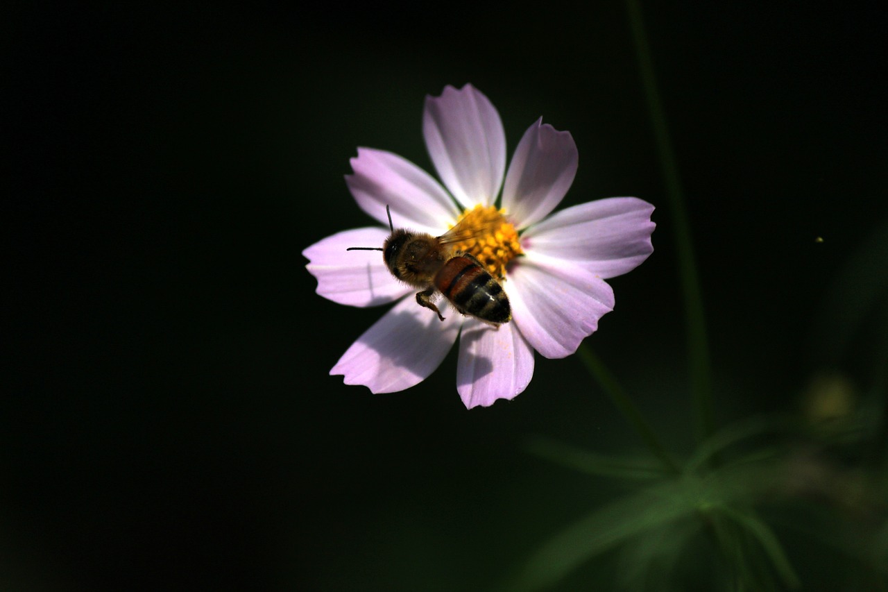 cosmos  bee  bug free photo