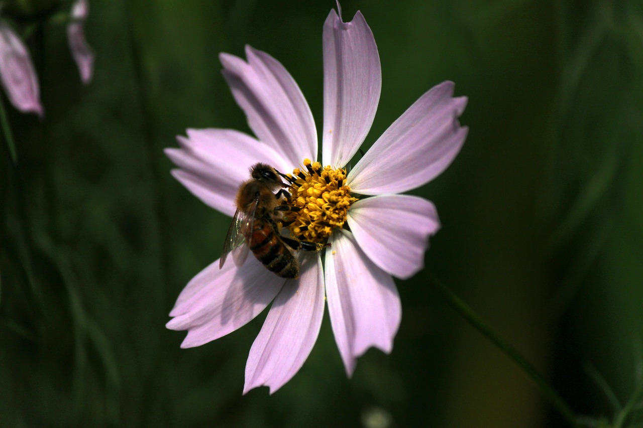 cosmos  bee  bug free photo