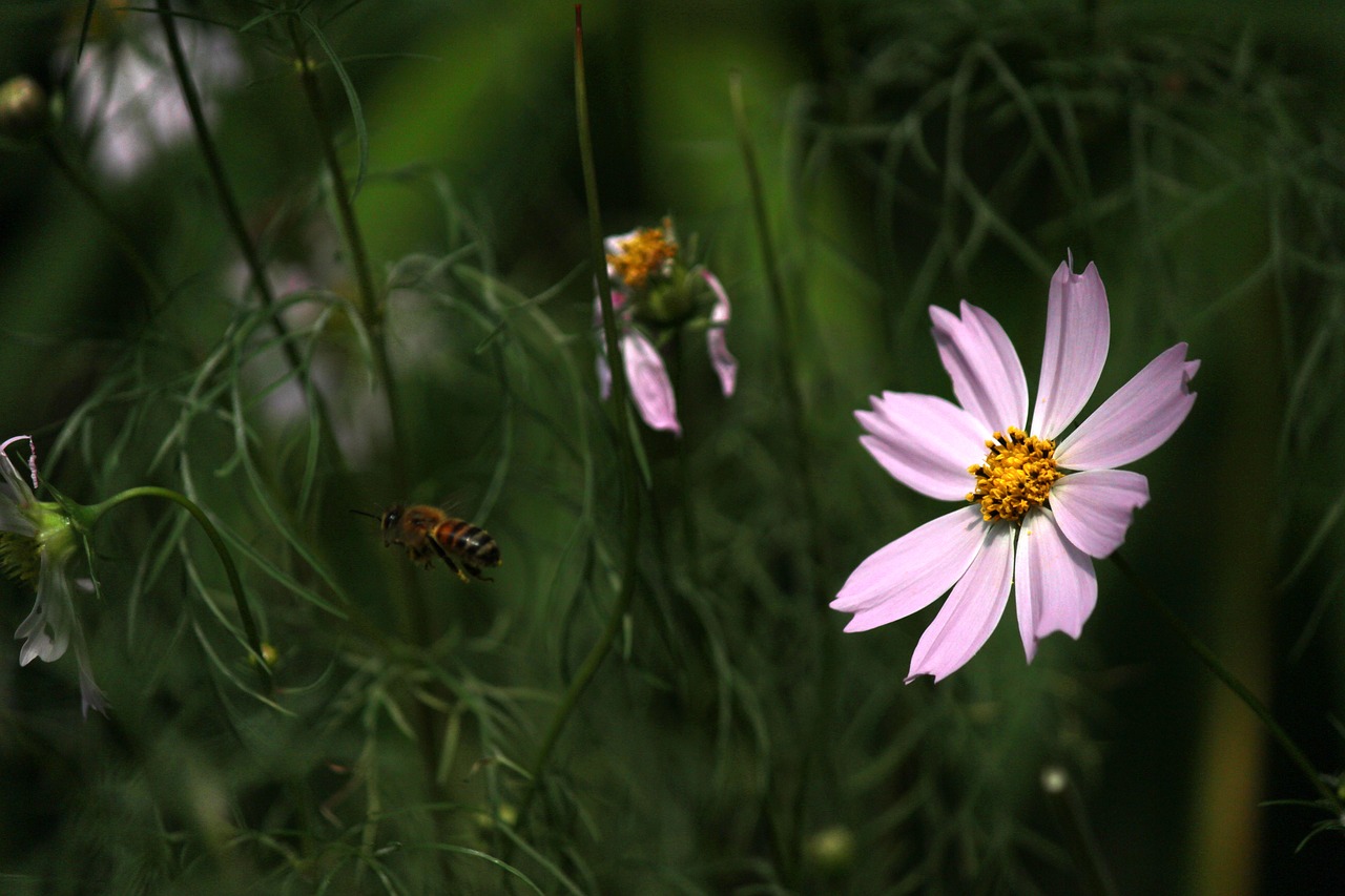 cosmos  bee  bug free photo