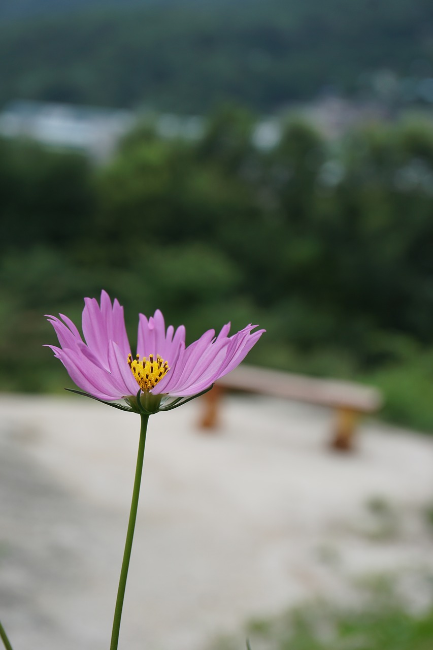 cosmos  flowers  autumn free photo