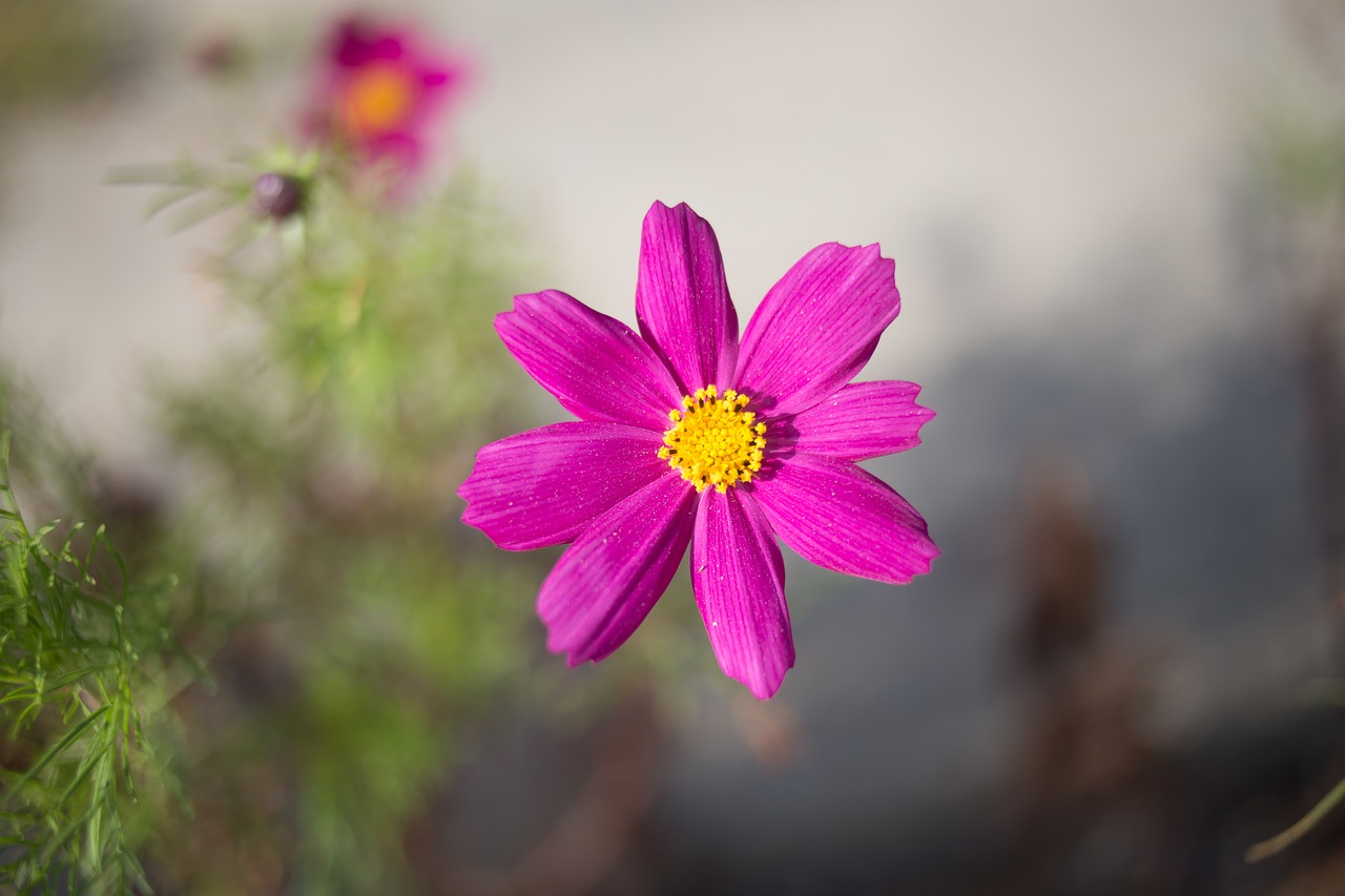 cosmos  autumn  summer free photo