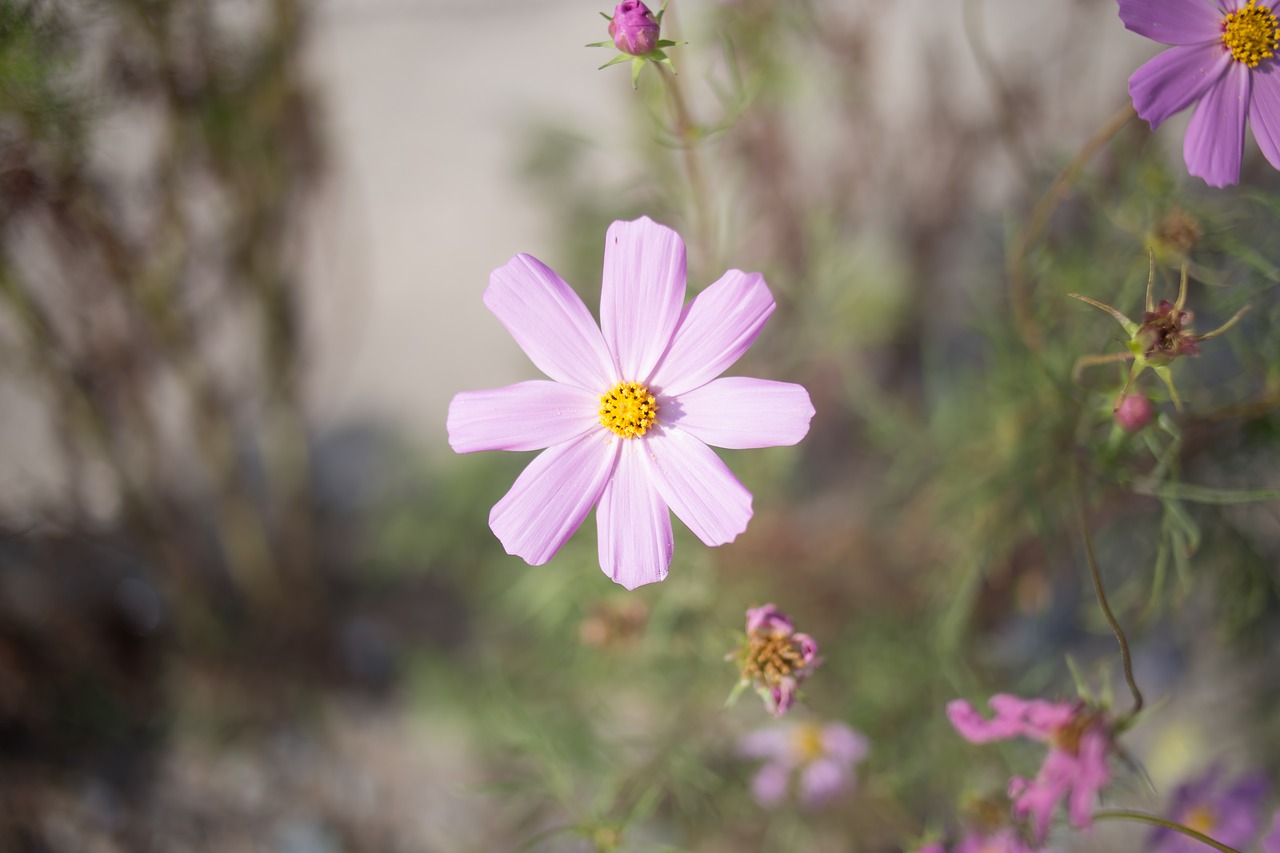 cosmos  flowers  summer free photo