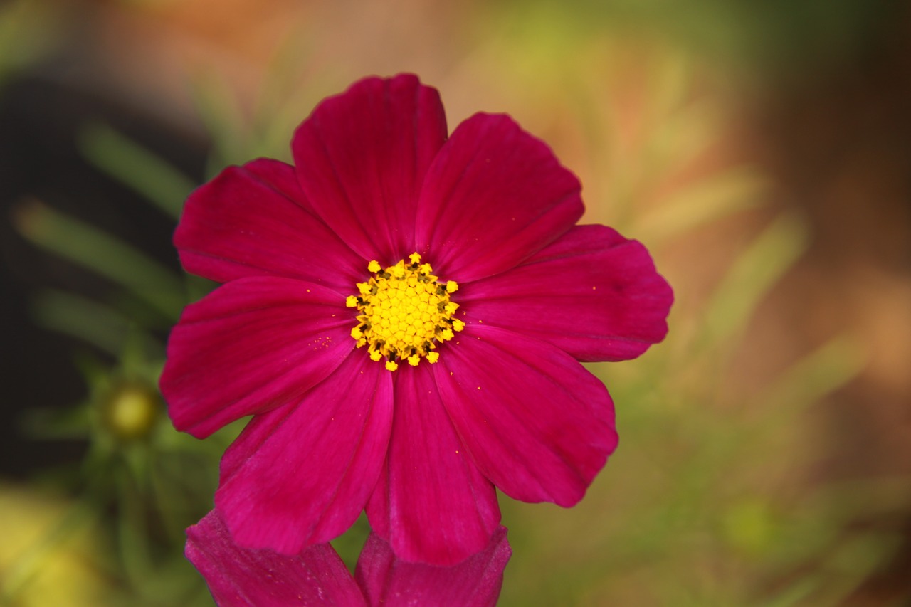 cosmos  red  natural free photo